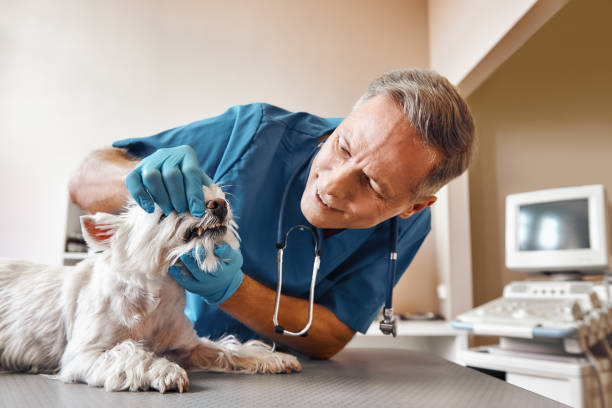 Best Emergency Wisdom Teeth Removal in Gordon, PA